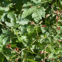 French Cranesbill Cross